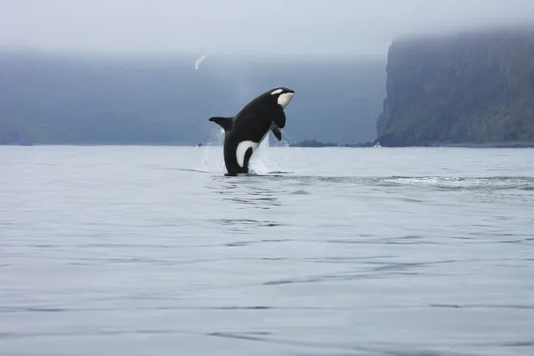 범 고래는 야생에서 점프 스톡 사진
