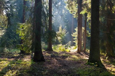 Old coniferous stand of Bialowieza Forest in summer morning clipart