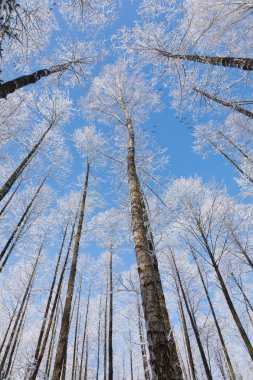 Alder tree crowns snow wrapped against blue sky clipart