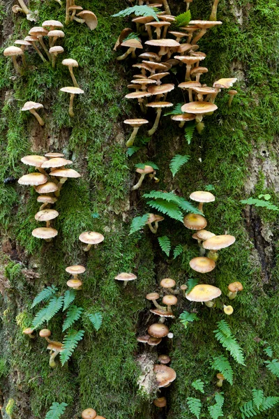 与常见的 polypody 蕨类植物和真菌的栎树 — 图库照片