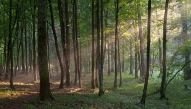 Sunbeam entering rich deciduous forest in misty evening clipart