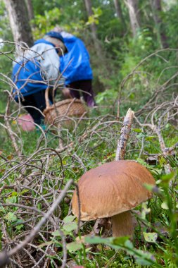 yenilebilir boletus mantarı mantar yakın çekim