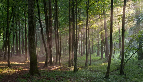 stock image Sunbeam entering rich deciduous forest in misty evening