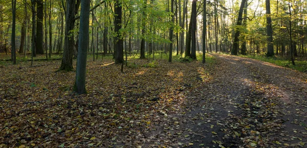 stock image Dirt road crossing old deciduous stand