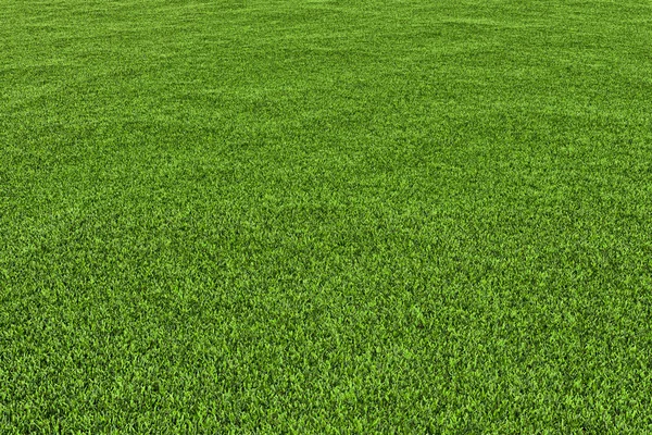 Grass background. — Stock Photo, Image