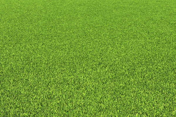 Gräs bakgrund. Stockbild
