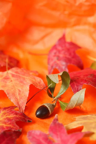 Herbst Eichel und Blätter — Stockfoto