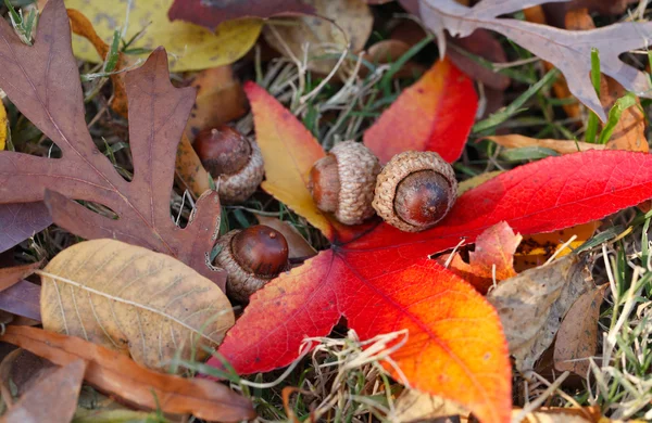 Blätter und Eicheln Herbst Hintergrund — Stockfoto