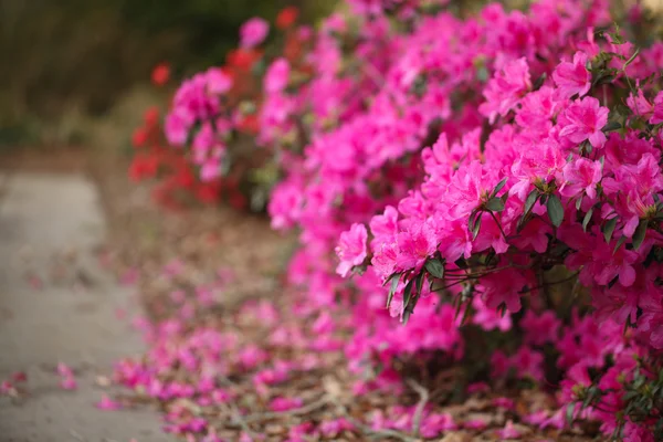 Chemin avec Azalées en fleurs — Photo