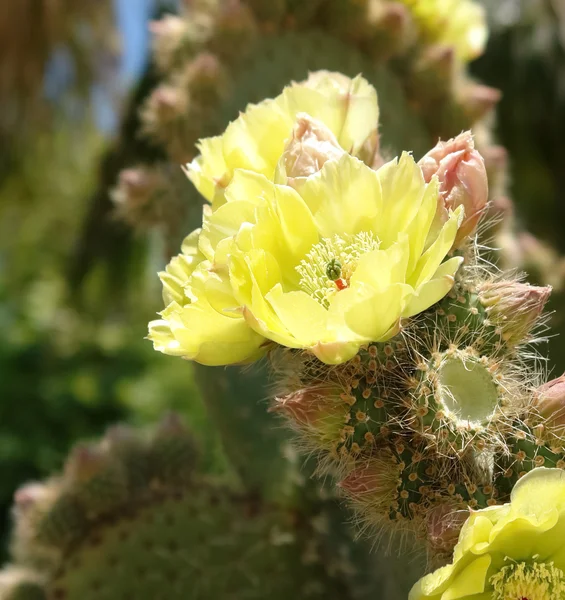 stock image Flowers of cactus