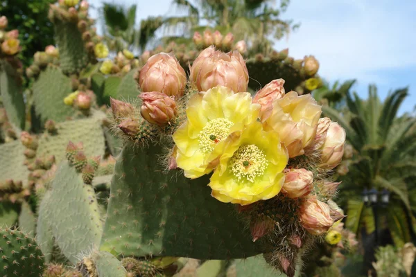 Cactus y flores en jardín — Foto de Stock