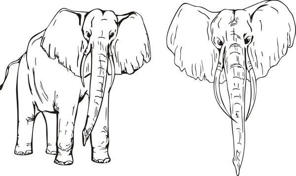 Éléphants — Image vectorielle