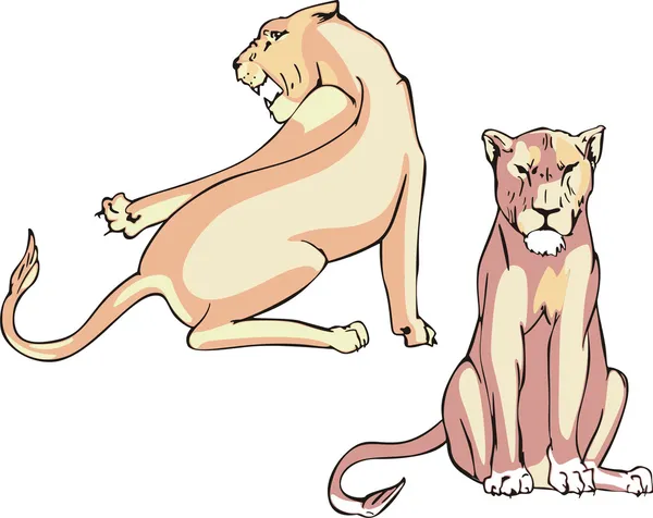 Two lionesses — Stock Vector