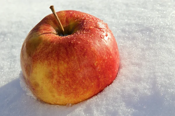 A maçã põe-se na neve à luz do dia — Fotografia de Stock