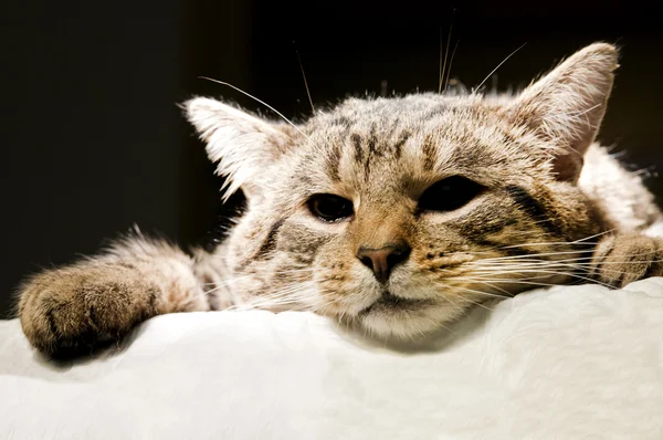 Reife bunte Katze, die auf Distanz schaut — Stockfoto