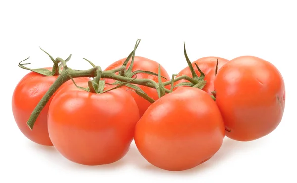 Pomidory na białym tle — Zdjęcie stockowe