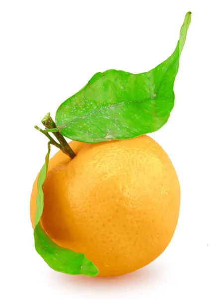 Mandarino isolato — Foto Stock