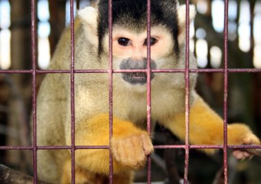 Monkey zoo laboratory cage clipart