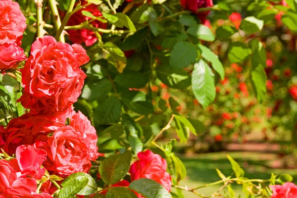 Stock image Rose garden roses park