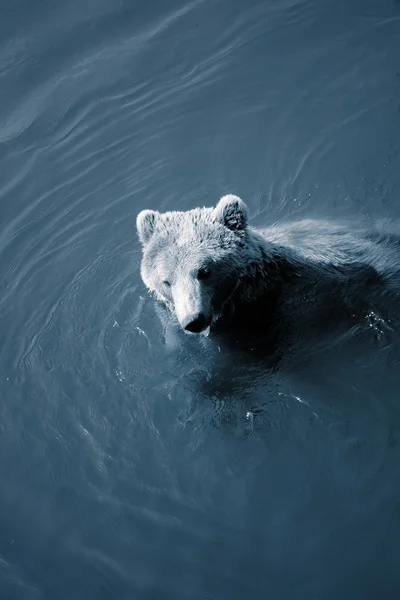 stock image Bear water swim