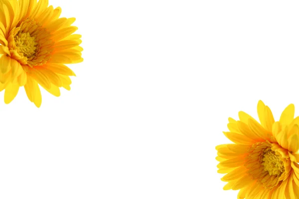 Blomma gul isolerade — Stockfoto