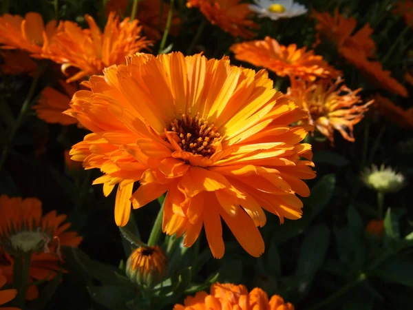 Orange gerbera Stock Photo