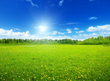 Field of spring flowers and perfect sky clipart