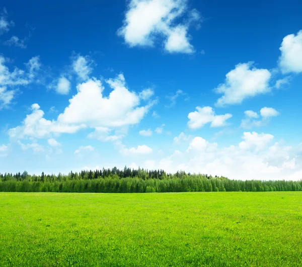 Field of grass and perfect sky — Stock Photo, Image