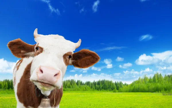 Корова и поле из свежей травы — стоковое фото