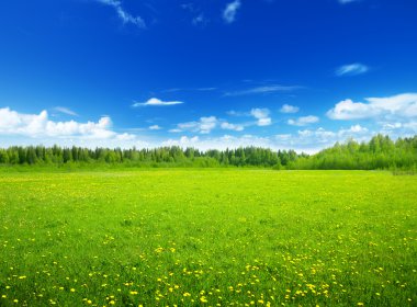 Field of spring flowers and perfect sky clipart