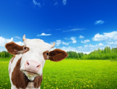 Cow and field of fresh grass