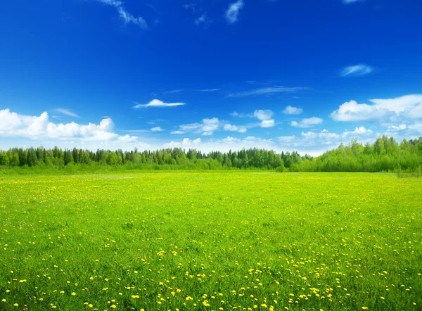 Mező tavaszi virágok és tökéletes ég — Stock Fotó