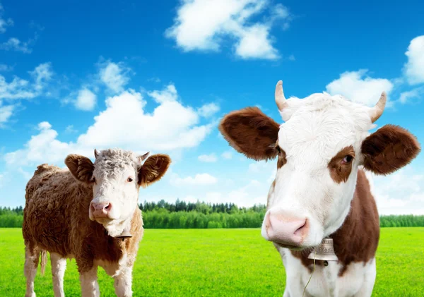 Коровы на поле весенней травы — стоковое фото