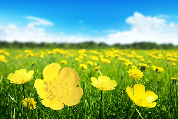 Veld van voorjaarsbloemen — Stockfoto