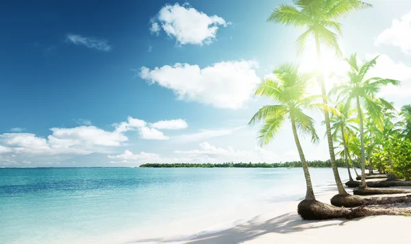 Palms and sea Royalty Free Stock Images