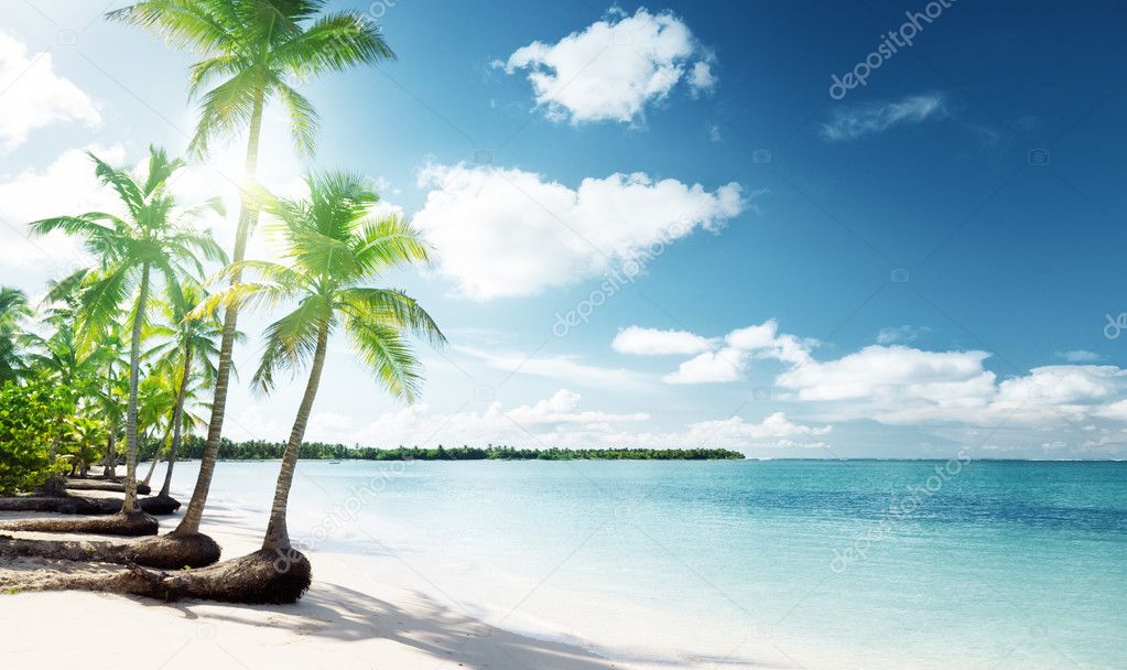 Palms and sea