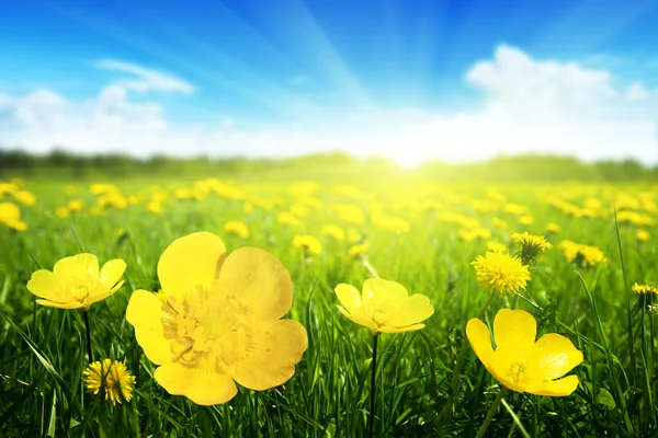 Pole wiosennych kwiatów — Zdjęcie stockowe