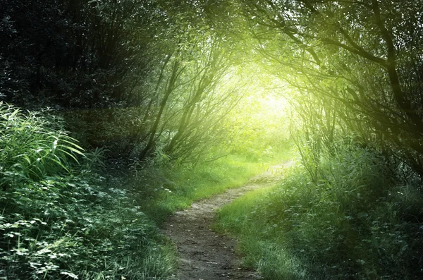 Путь в глубокий лес — стоковое фото