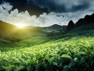 çay plantasyon