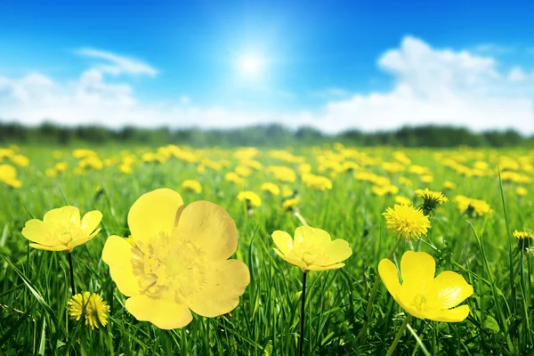봄 꽃 밭 — 스톡 사진