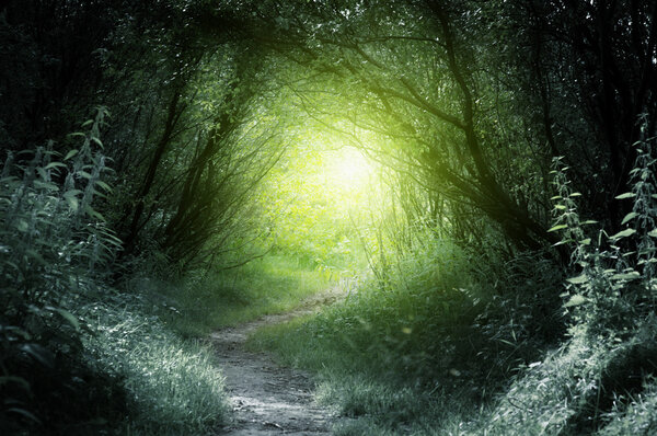 Путь в глубокий лес
