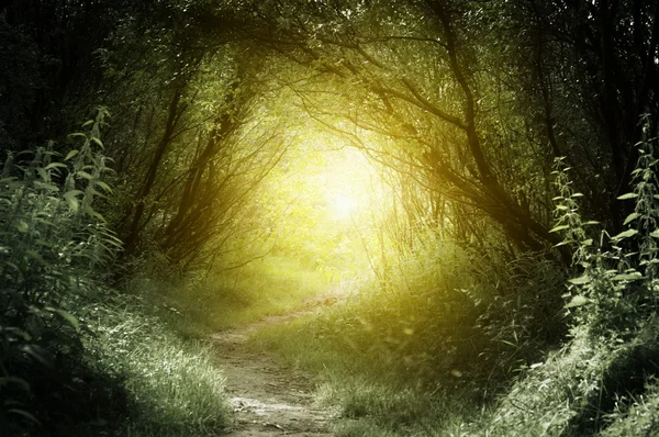 Droga w głębokim lesie — Zdjęcie stockowe