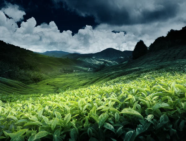 Piantagione di tè — Foto Stock