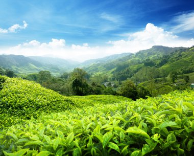 çay plantasyon cameron highlands, Malezya