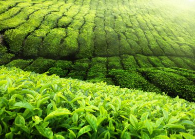 çay plantasyon cameron highlands, Malezya