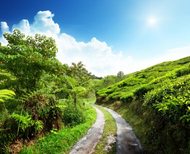 yol ve çay plantasyon cameron highlands, Malezya