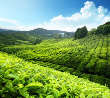 çay plantasyon cameron highlands, Malezya