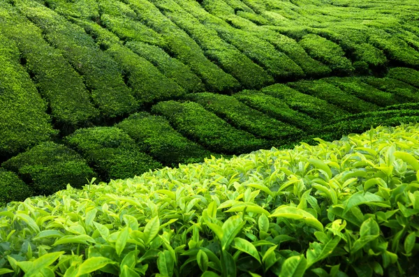 Plantation de thé Cameron Highlands, Malaisie — Photo