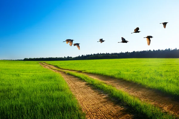 Birds and road — Stock Photo, Image