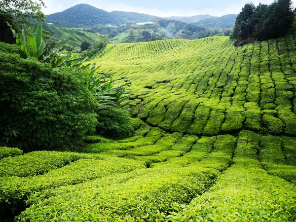 Plantación de té Cameron highlands, Malasia — Foto de Stock